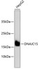 Western blot analysis of extracts of HepG2 cells, using DNAJC15 antibody (14-006) .<br/>Secondary antibody: HRP Goat Anti-Rabbit IgG (H+L) at 1:10000 dilution.<br/>Lysates/proteins: 25ug per lane.<br/>Blocking buffer: 3% nonfat dry milk in TBST.