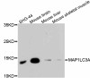 Western blot analysis of extracts of various cell lines, using MAP1LC3A antibody (14-019) .<br/>Secondary antibody: HRP Goat Anti-Rabbit IgG (H+L) at 1:10000 dilution.<br/>Lysates/proteins: 25ug per lane.<br/>Blocking buffer: 3% nonfat dry milk in TBST.