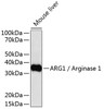 Western blot analysis of extracts of mouse liver, using ARG1 / Arginase 1 antibody (14-196) .<br/>Secondary antibody: HRP Goat Anti-Rabbit IgG (H+L) at 1:10000 dilution.<br/>Lysates/proteins: 25ug per lane.<br/>Blocking buffer: 3% nonfat dry milk in TBST.