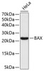 Western blot analysis of extracts of HeLa cells, using BAX antibody (14-199) .<br/>Secondary antibody: HRP Goat Anti-Rabbit IgG (H+L) at 1:10000 dilution.<br/>Lysates/proteins: 25ug per lane.<br/>Blocking buffer: 3% nonfat dry milk in TBST.