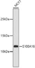 Western blot analysis of extracts of MCF-7 cells, using S100A16 antibody (14-371) .<br/>Secondary antibody: HRP Goat Anti-Rabbit IgG (H+L) at 1:10000 dilution.<br/>Lysates/proteins: 25ug per lane.<br/>Blocking buffer: 3% nonfat dry milk in TBST.