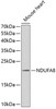 Western blot analysis of extracts of mouse heart, using NDUFA8 antibody (14-597) .<br/>Secondary antibody: HRP Goat Anti-Rabbit IgG (H+L) at 1:10000 dilution.<br/>Lysates/proteins: 25ug per lane.<br/>Blocking buffer: 3% nonfat dry milk in TBST.