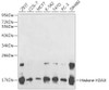 Western blot analysis of extracts of various cell lines, using Histone H2AX antibody (15-732) .<br/>Secondary antibody: HRP Goat Anti-Rabbit IgG (H+L) at 1:10000 dilution.<br/>Lysates/proteins: 25ug per lane.<br/>Blocking buffer: 3% nonfat dry milk in TBST.