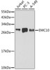 Western blot analysis of extracts of various cell lines, using EMC10 antibody (16-725) .<br/>Secondary antibody: HRP Goat Anti-Rabbit IgG (H+L) at 1:10000 dilution.<br/>Lysates/proteins: 25ug per lane.<br/>Blocking buffer: 3% nonfat dry milk in TBST.