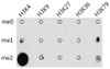 Dot-blot analysis of all sorts of methylation peptides using Dimethyl -Lysine antibody (16-915) .