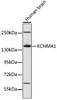 Western blot analysis of extracts of human brain, using KCNMA1 antibody (16-925) at dilution.<br/>Secondary antibody: HRP Goat Anti-Rabbit IgG (H+L) at 1:10000 dilution.<br/>Lysates/proteins: 25ug per lane.<br/>Blocking buffer: 3% nonfat dry milk in TBST.