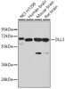 Western blot analysis of extracts of various cell lines, using DLL3 antibody (18-321) at dilution.<br/>Secondary antibody: HRP Goat Anti-Rabbit IgG (H+L) at 1:10000 dilution.<br/>Lysates/proteins: 25ug per lane.<br/>Blocking buffer: 3% nonfat dry milk in TBST.