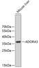 Western blot analysis of extracts of mouse liver, using ADORA3 antibody (18-751) .<br/>Secondary antibody: HRP Goat Anti-Rabbit IgG (H+L) at 1:10000 dilution.<br/>Lysates/proteins: 25ug per lane.<br/>Blocking buffer: 3% nonfat dry milk in TBST.