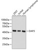 Western blot analysis of extracts of various cell lines, using DAP3 antibody (18-781) .<br/>Secondary antibody: HRP Goat Anti-Rabbit IgG (H+L) at 1:10000 dilution.<br/>Lysates/proteins: 25ug per lane.<br/>Blocking buffer: 3% nonfat dry milk in TBST.