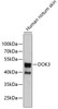 Western blot analysis of extracts of human notum skin, using DOK3 antibody (18-782) .<br/>Secondary antibody: HRP Goat Anti-Rabbit IgG (H+L) at 1:10000 dilution.<br/>Lysates/proteins: 25ug per lane.<br/>Blocking buffer: 3% nonfat dry milk in TBST.