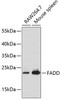 Western blot analysis of extracts of various cell lines, using FADD antibody (18-790) .<br/>Secondary antibody: HRP Goat Anti-Rabbit IgG (H+L) at 1:10000 dilution.<br/>Lysates/proteins: 25ug per lane.<br/>Blocking buffer: 3% nonfat dry milk in TBST.