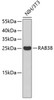 Western blot analysis of extracts of NIH/3T3 cells, using RAB38 antibody (18-824) .<br/>Secondary antibody: HRP Goat Anti-Rabbit IgG (H+L) at 1:10000 dilution.<br/>Lysates/proteins: 25ug per lane.<br/>Blocking buffer: 3% nonfat dry milk in TBST.