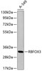 Western blot analysis of extracts of A549 cells, using RBFOX3 antibody (18-920) .<br/>Secondary antibody: HRP Goat Anti-Rabbit IgG (H+L) at 1:10000 dilution.<br/>Lysates/proteins: 25ug per lane.<br/>Blocking buffer: 3% nonfat dry milk in TBST.