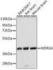 Western blot analysis of extracts of various cell lines, using NDRG4 antibody (18-944) at dilution.<br/>Secondary antibody: HRP Goat Anti-Rabbit IgG (H+L) at 1:10000 dilution.<br/>Lysates/proteins: 25ug per lane.<br/>Blocking buffer: 3% nonfat dry milk in TBST.