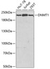 Western blot analysis of extracts of various cell lines, using DNMT1 antibody (18-993) .<br/>Secondary antibody: HRP Goat Anti-Rabbit IgG (H+L) at 1:10000 dilution.<br/>Lysates/proteins: 25ug per lane.<br/>Blocking buffer: 3% nonfat dry milk in TBST.