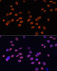 Immunofluorescence analysis of HeLa cells using GATA4 antibody (19-100) . Blue: DAPI for nuclear staining.