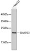 Western blot analysis of extracts of HepG2 cells, using SNAP23 antibody (19-319) .<br/>Secondary antibody: HRP Goat Anti-Rabbit IgG (H+L) at 1:10000 dilution.<br/>Lysates/proteins: 25ug per lane.<br/>Blocking buffer: 3% nonfat dry milk in TBST.