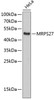 Western blot analysis of extracts of HeLa cells, using MRPS27 antibody (19-406) .<br/>Secondary antibody: HRP Goat Anti-Rabbit IgG (H+L) at 1:10000 dilution.<br/>Lysates/proteins: 25ug per lane.<br/>Blocking buffer: 3% nonfat dry milk in TBST.
