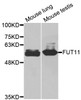 Western blot analysis of extracts of various cell lines, using FUT11 antibody (19-541) .