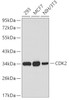 Western blot analysis of extracts of various cell lines, using CDK2 antibody (19-709) .<br/>Secondary antibody: HRP Goat Anti-Rabbit IgG (H+L) at 1:10000 dilution.<br/>Lysates/proteins: 25ug per lane.<br/>Blocking buffer: 3% nonfat dry milk in TBST.