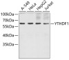 Western blot analysis of extracts of various cell lines, using YTHDF1 antibody (19-969) .<br/>Secondary antibody: HRP Goat Anti-Rabbit IgG (H+L) at 1:10000 dilution.<br/>Lysates/proteins: 25ug per lane.<br/>Blocking buffer: 3% nonfat dry milk in TBST.