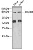 Western blot analysis of extracts of various cell lines, using DGCR8 antibody (19-978) .<br/>Secondary antibody: HRP Goat Anti-Rabbit IgG (H+L) at 1:10000 dilution.<br/>Lysates/proteins: 25ug per lane.<br/>Blocking buffer: 3% nonfat dry milk in TBST.