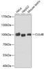 Western blot analysis of extracts of various cell lines, using CUL4B antibody (22-050) .<br/>Secondary antibody: HRP Goat Anti-Rabbit IgG (H+L) at 1:10000 dilution.<br/>Lysates/proteins: 25ug per lane.<br/>Blocking buffer: 3% nonfat dry milk in TBST.