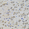 Immunohistochemistry of paraffin-embedded rat brain using TGM1 Antibody (22-878) at dilution of 1:100 (40x lens) .