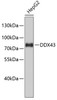 Western blot analysis of extracts of HepG2 cells, using DDX43 antibody (23-825) .<br/>Secondary antibody: HRP Goat Anti-Rabbit IgG (H+L) at 1:10000 dilution.<br/>Lysates/proteins: 25ug per lane.<br/>Blocking buffer: 3% nonfat dry milk in TBST.