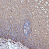 <strong>Figure 2 Immunohistochemistry Validation of TMPRSS2 in Human Esophageal Tissue</strong><br> 
Immunohistochemistry of paraffin-embedded human esophageal tissue using TMPRSS2 antibody, 24-034, at 1:100 dilution (40x lens) .