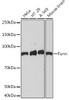 Western blot analysis of extracts of various cell lines, using Furin Rabbit mAb at 1:1000 dilution.<br />Secondary antibody: HRP Goat Anti-Rabbit IgG (H+L) at 1:10000 dilution.<br />Lysates/proteins: 25ug per lane.<br />Blocking buffer: 3% nonfat dry milk in TBST.<br />Detection: ECL Basic Kit<br />Exposure time: 90s.