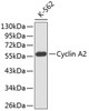 Western blot analysis of extracts of K-562 cells, using Cyclin A2 antibody (13-011) .<br/>Secondary antibody: HRP Goat Anti-Rabbit IgG (H+L) at 1:10000 dilution.<br/>Lysates/proteins: 25ug per lane.<br/>Blocking buffer: 3% nonfat dry milk in TBST.