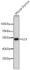 Western blot analysis of extracts of mouse thymus, using LCK antibody (13-018) .<br/>Secondary antibody: HRP Goat Anti-Rabbit IgG (H+L) at 1:10000 dilution.<br/>Lysates/proteins: 25ug per lane.<br/>Blocking buffer: 3% nonfat dry milk in TBST.