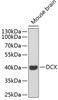 Western blot analysis of extracts of mouse brain, using DCX antibody (13-054) .<br/>Secondary antibody: HRP Goat Anti-Rabbit IgG (H+L) at 1:10000 dilution.<br/>Lysates/proteins: 25ug per lane.<br/>Blocking buffer: 3% nonfat dry milk in TBST.
