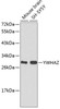 Western blot analysis of extracts of various cell lines, using YWHAZ antibody (13-067) .<br/>Secondary antibody: HRP Goat Anti-Rabbit IgG (H+L) at 1:10000 dilution.<br/>Lysates/proteins: 25ug per lane.<br/>Blocking buffer: 3% nonfat dry milk in TBST.