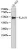 Western blot analysis of extracts of U-937 cells, using RUNX1 antibody (13-163) .<br/>Secondary antibody: HRP Goat Anti-Rabbit IgG (H+L) at 1:10000 dilution.<br/>Lysates/proteins: 25ug per lane.<br/>Blocking buffer: 3% nonfat dry milk in TBST.