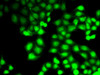 Immunofluorescence analysis of HeLa cells using GCK antibody (13-170) .