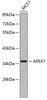 Western blot analysis of extracts of MCF-7 cells, using APEX1 antibody (13-182) .<br/>Secondary antibody: HRP Goat Anti-Mouse IgG (H+L) (AS003) at 1:10000 dilution.<br/>Lysates/proteins: 25ug per lane.<br/>Blocking buffer: 3% nonfat dry milk in TBST.