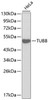 Western blot analysis of extracts of HeLa cells, using TUBB antibody (13-183) .<br/>Secondary antibody: HRP Goat Anti-Rabbit IgG (H+L) at 1:10000 dilution.<br/>Lysates/proteins: 25ug per lane.<br/>Blocking buffer: 3% nonfat dry milk in TBST.