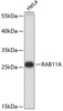 Western blot analysis of extracts of HeLa cells, using RAB11A antibody (13-215) .<br/>Secondary antibody: HRP Goat Anti-Mouse IgG (H+L) (AS003) at 1:10000 dilution.<br/>Lysates/proteins: 25ug per lane.<br/>Blocking buffer: 3% nonfat dry milk in TBST.