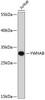 Western blot analysis of extracts of Jurkat cells, using YWHAB antibody (13-216) .<br/>Secondary antibody: HRP Goat Anti-Rabbit IgG (H+L) at 1:10000 dilution.<br/>Lysates/proteins: 25ug per lane.<br/>Blocking buffer: 3% nonfat dry milk in TBST.