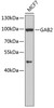 Western blot analysis of extracts of MCF-7 cells, using GAB2 antibody (13-221) .<br/>Secondary antibody: HRP Goat Anti-Rabbit IgG (H+L) at 1:10000 dilution.<br/>Lysates/proteins: 25ug per lane.<br/>Blocking buffer: 3% nonfat dry milk in TBST.