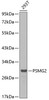 Western blot analysis of extracts of 293T cells, using PSMG2 antibody (13-244) .<br/>Secondary antibody: HRP Goat Anti-Rabbit IgG (H+L) at 1:10000 dilution.<br/>Lysates/proteins: 25ug per lane.<br/>Blocking buffer: 3% nonfat dry milk in TBST.