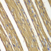 Immunohistochemistry of paraffin-embedded rat heart using CASP7 antibody (13-263) at dilution of 1:100 (40x lens) .