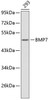 Western blot analysis of extracts of 293 cells, using BMP7 antibody (13-265) .<br/>Secondary antibody: HRP Goat Anti-Rabbit IgG (H+L) at 1:10000 dilution.<br/>Lysates/proteins: 25ug per lane.<br/>Blocking buffer: 3% nonfat dry milk in TBST.