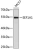 Western blot analysis of extracts of MCF-7 cells, using EEF1A1 antibody (13-292) .<br/>Secondary antibody: HRP Goat Anti-Rabbit IgG (H+L) at 1:10000 dilution.<br/>Lysates/proteins: 25ug per lane.<br/>Blocking buffer: 3% nonfat dry milk in TBST.