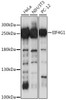 Western blot analysis of extracts of various cell lines, using EIF4G antibody (13-310) at 1:1000 dilution.<br/>Secondary antibody: HRP Goat Anti-Rabbit IgG (H+L) at 1:10000 dilution.<br/>Lysates/proteins: 25ug per lane.<br/>Blocking buffer: 3% nonfat dry milk in TBST.<br/>Detection: ECL Basic Kit.<br/>Exposure time: 90s.