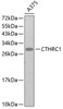 Western blot analysis of extracts of A-375 cells, using CTHRC1 antibody (13-326) .<br/>Secondary antibody: HRP Goat Anti-Rabbit IgG (H+L) at 1:10000 dilution.<br/>Lysates/proteins: 25ug per lane.<br/>Blocking buffer: 3% nonfat dry milk in TBST.