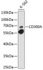 Western blot analysis of extracts of K-562 cells, using CD300A antibody (13-367) at 1:1000 dilution.<br/>Secondary antibody: HRP Goat Anti-Rabbit IgG (H+L) at 1:10000 dilution.<br/>Lysates/proteins: 25ug per lane.<br/>Blocking buffer: 3% nonfat dry milk in TBST.<br/>Detection: ECL Enhanced Kit.<br/>Exposure time: 90s.