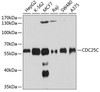 Western blot analysis of extracts of various cell lines, using CDC25C antibody (13-481) at 1:1000 dilution.<br/>Secondary antibody: HRP Goat Anti-Mouse IgG (H+L) (AS003) at 1:10000 dilution.<br/>Lysates/proteins: 25ug per lane.<br/>Blocking buffer: 3% nonfat dry milk in TBST.<br/>Detection: ECL Basic Kit.<br/>Exposure time: 90s.